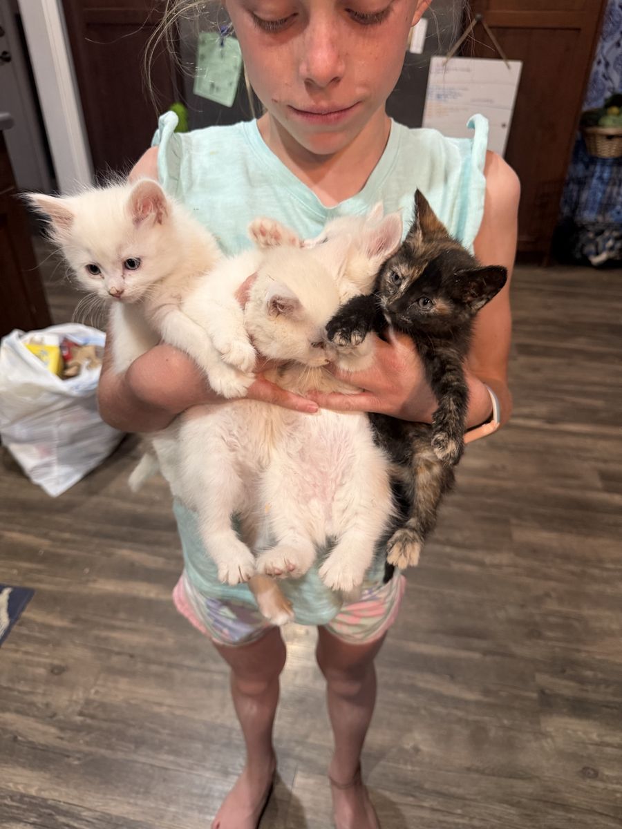 Adorable kittens
