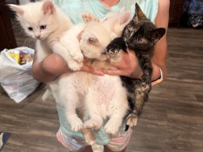 Adorable kittens