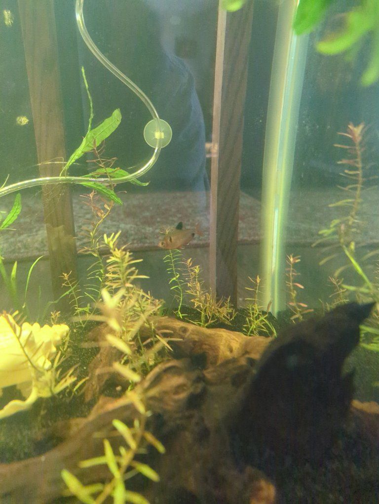Spectre tetras for trade