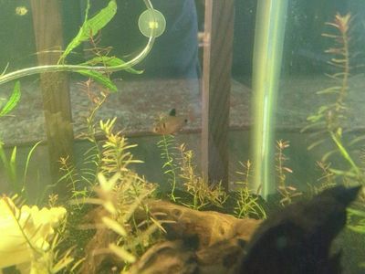 Spectre tetras for trade