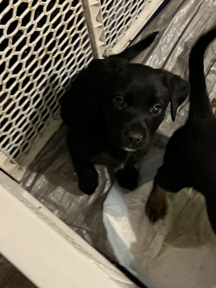 Lab cattle Mix Puppies! 2 Girls 1 Boy Left!!!