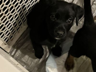 Lab cattle Mix Puppies! 2 Girls 1 Boy Left!!!