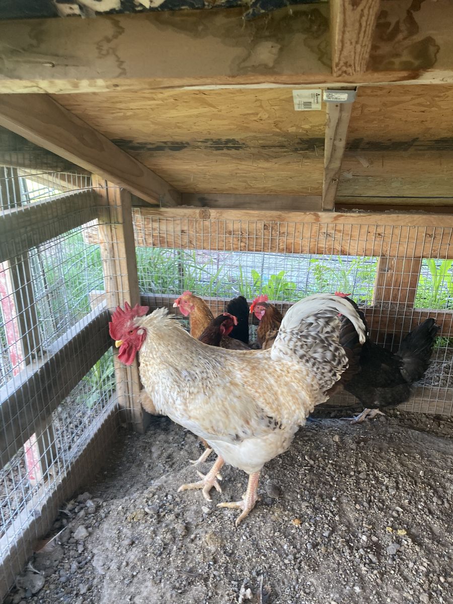 Lemon CoCo Marans/ Black Marans