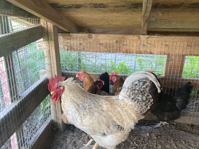 Lemon CoCo Marans/ Black Marans