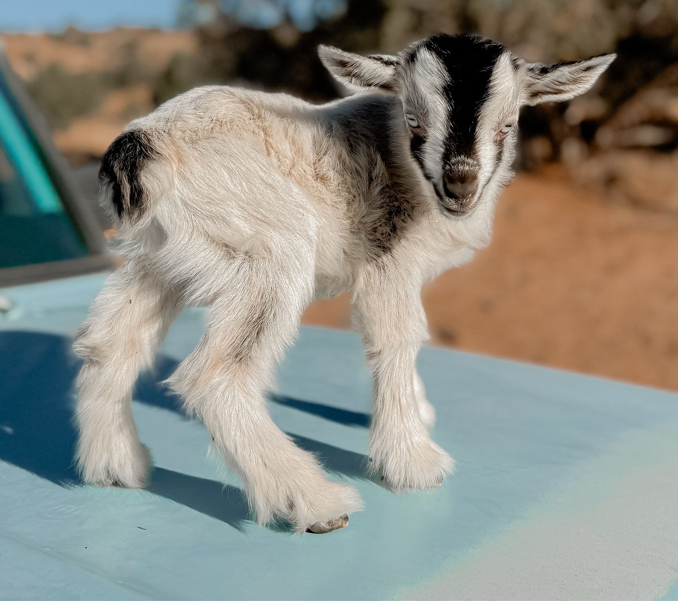 •Venom• Pygmy x Silky Fainter Buckling