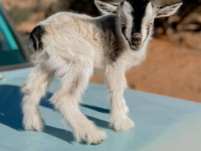 •Venom• Pygmy x Silky Fainter Buckling