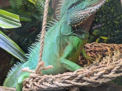 Water Dragon