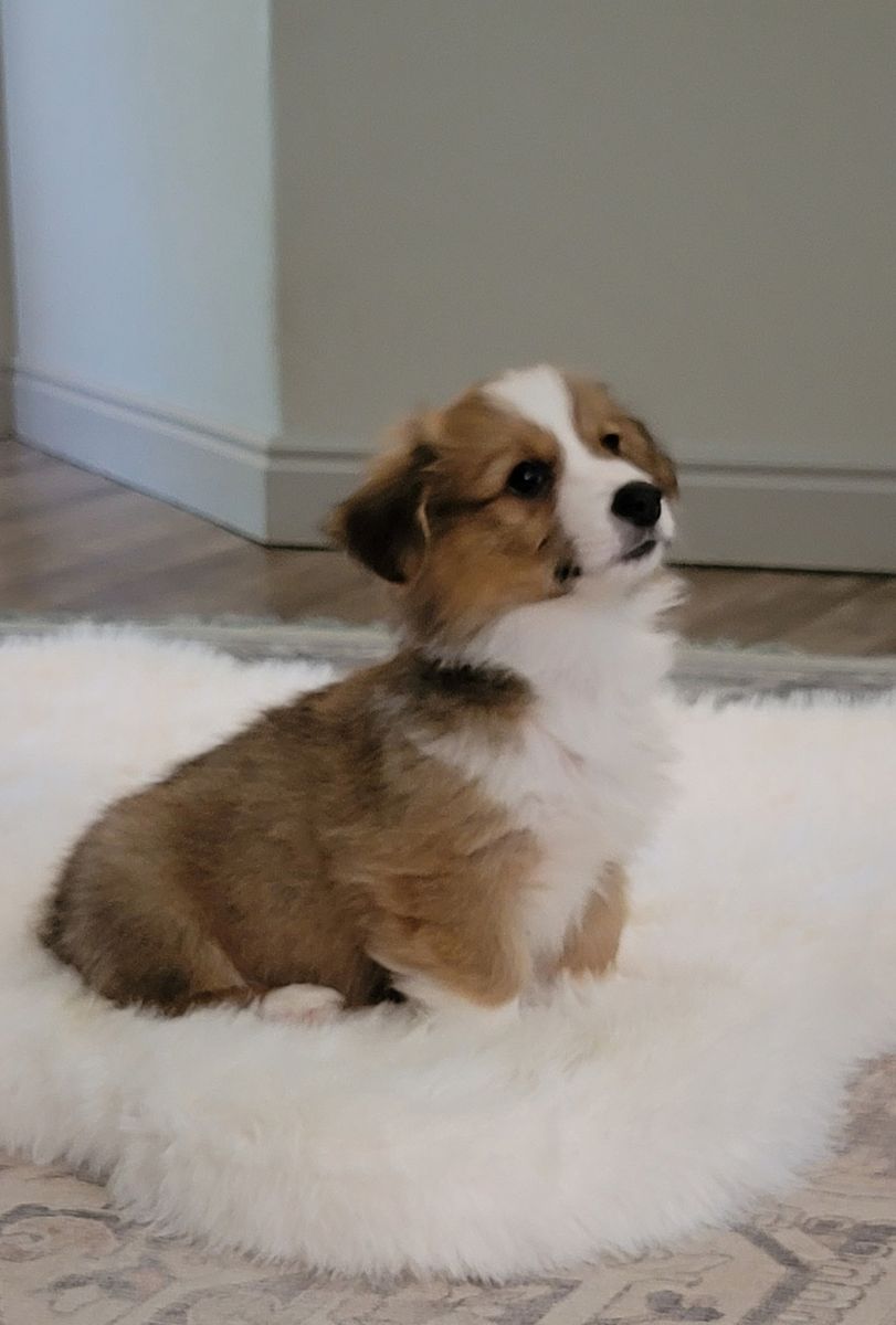 AKC Corgi Puppy