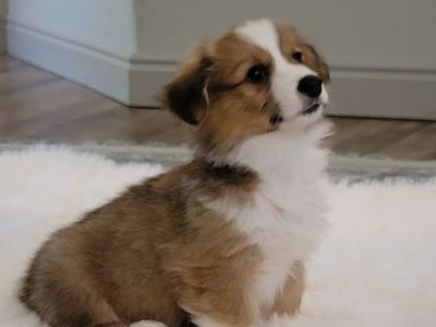 AKC Corgi Puppy