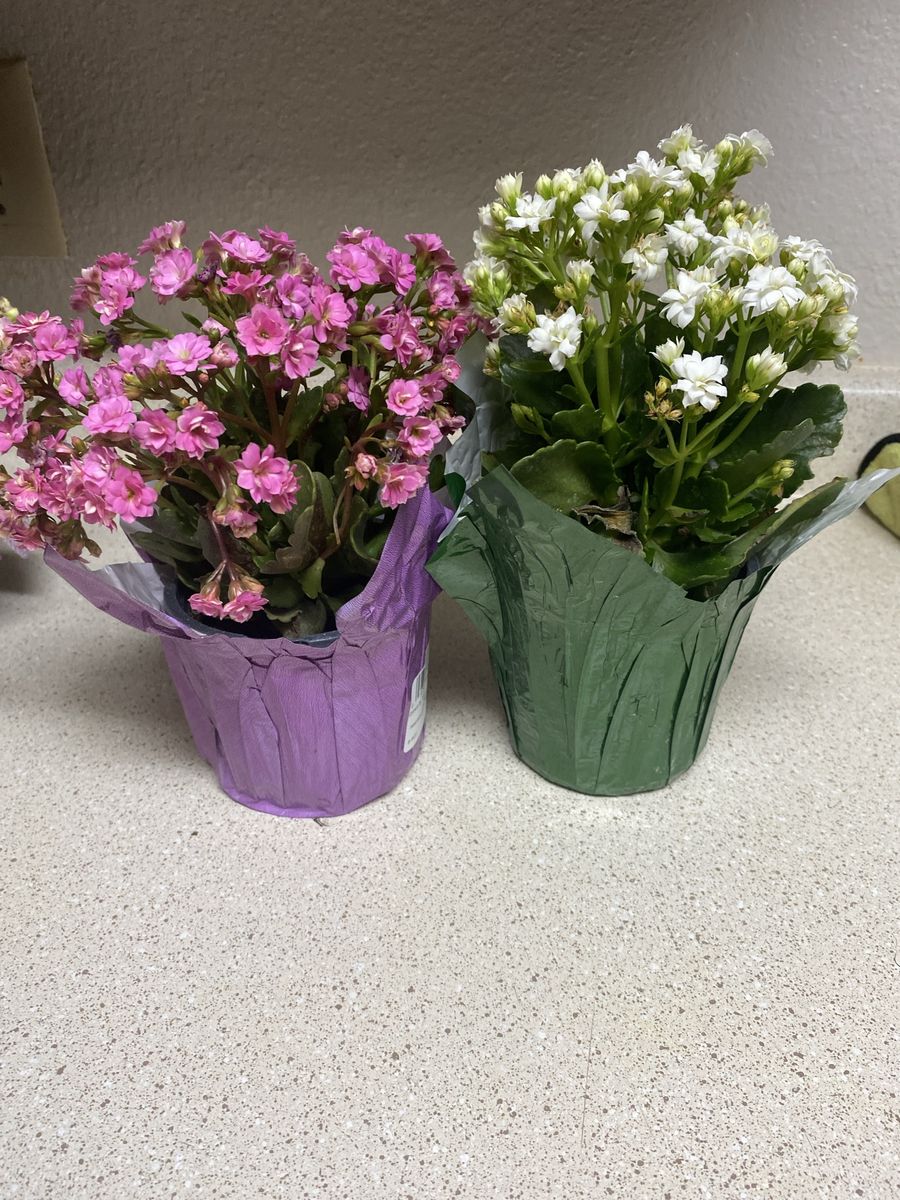 Milgro Kalanchoe Succulents - 1 Pink ,2 White 1 Fuchsia- Flowering Potted Plants