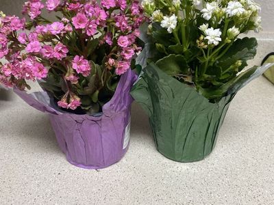 Milgro Kalanchoe Succulents - 1 Pink ,2 White 1 Fuchsia- Flowering Potted Plants