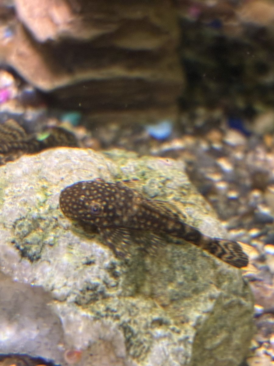 Bristlenose Babies