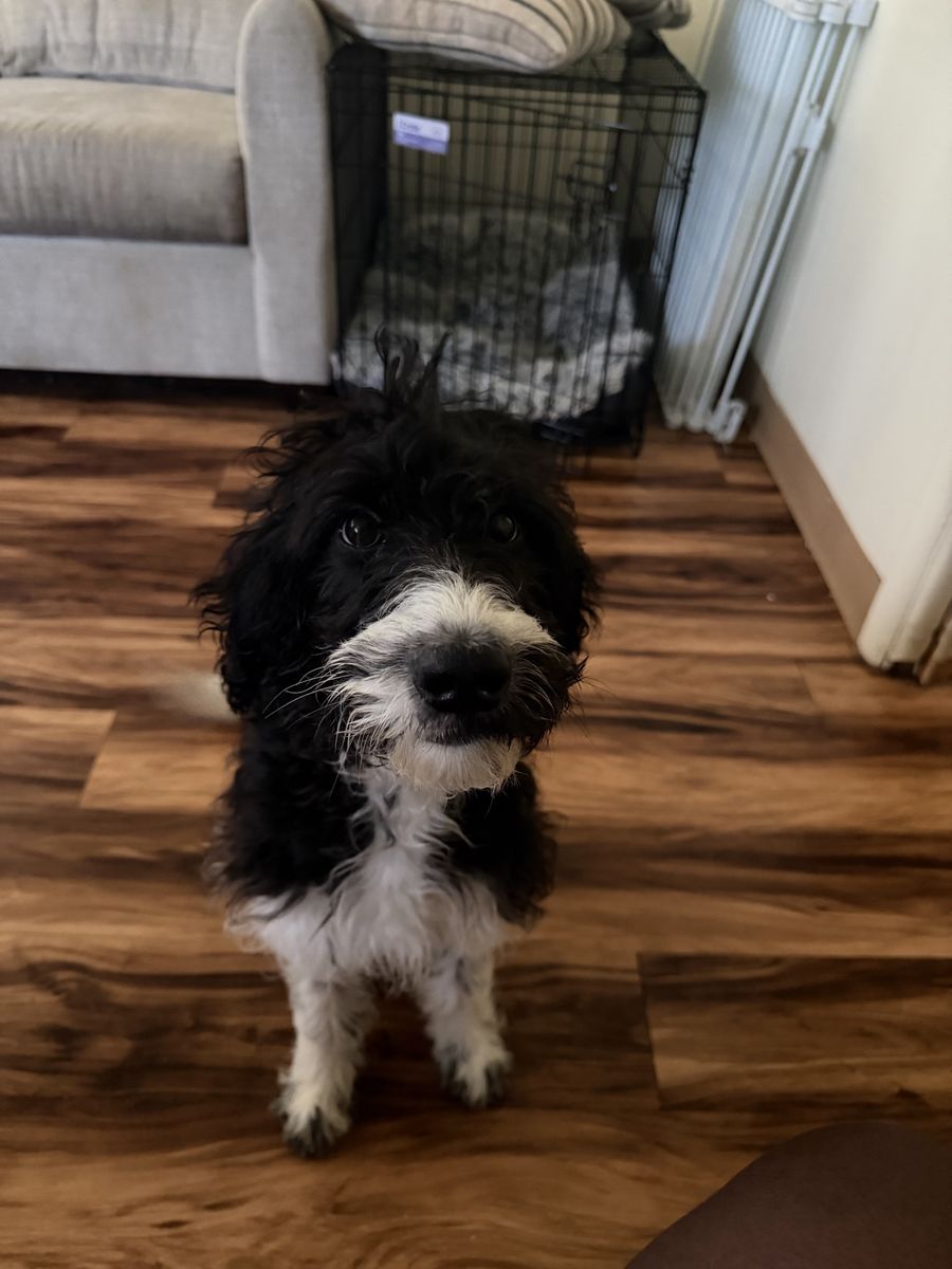 Free Aussiedoodle Puppy