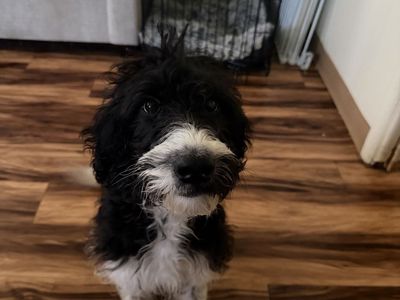 Free Aussiedoodle Puppy
