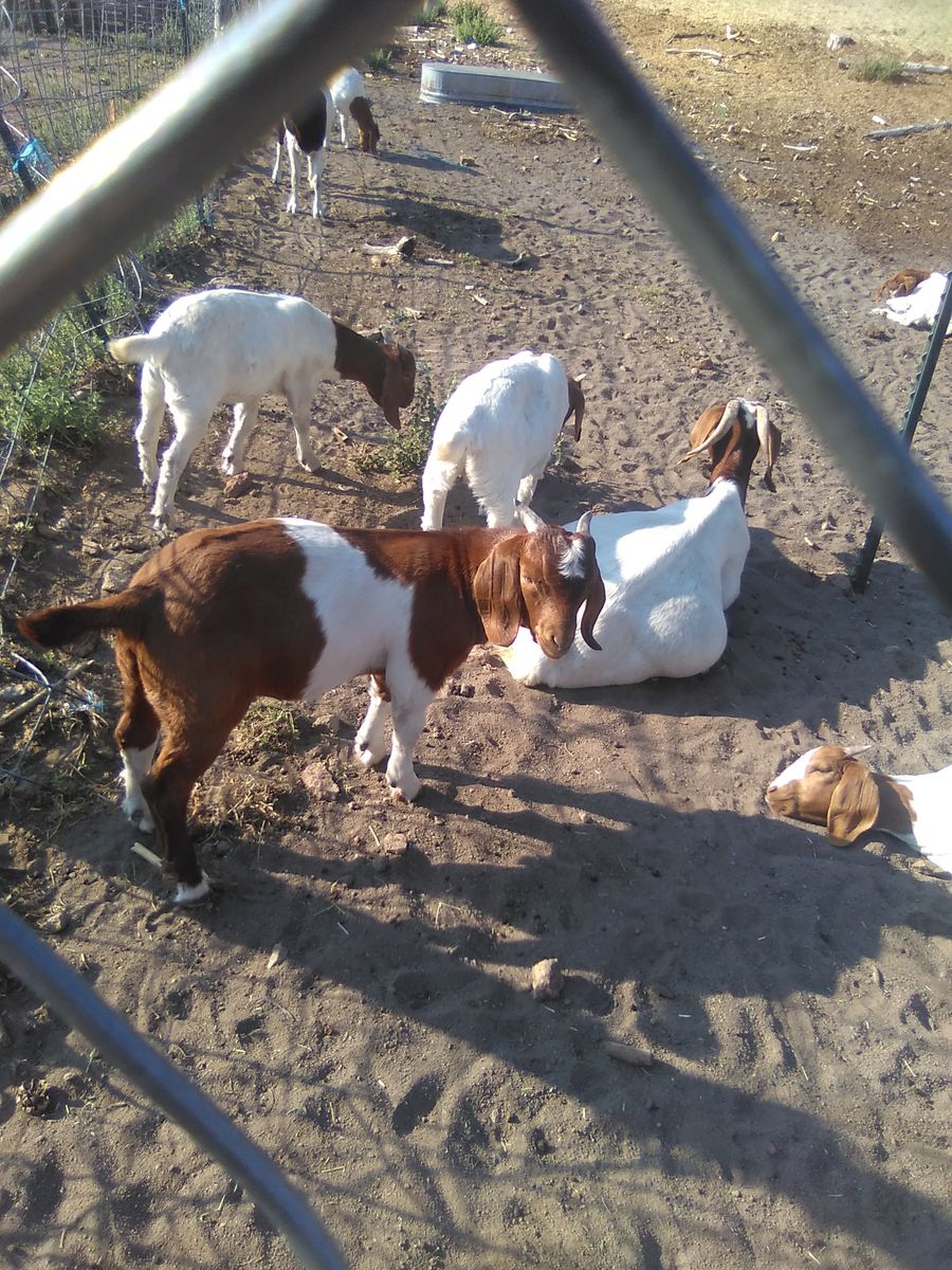 Boer Buckling for Sale