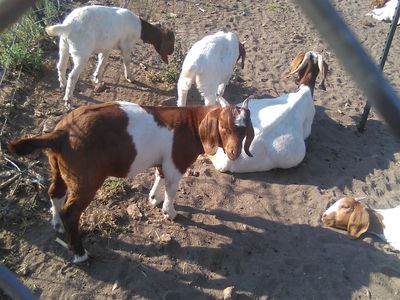 Boer Buckling for Sale