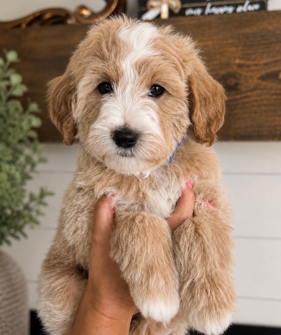 Petite size Englishcream goldendoodle puppies 15-22 lb range. Ready to go! Price reduced