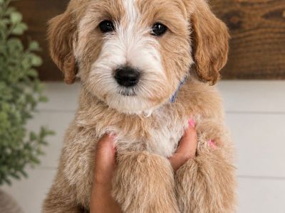 Petite size Englishcream goldendoodle puppies 15-22 lb range. Ready to go! Price reduced