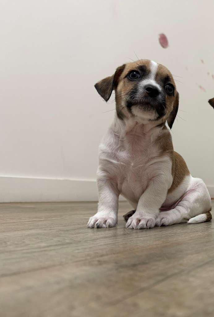 Mix chihuahuas with wiener dog