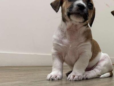 Mix chihuahuas with wiener dog