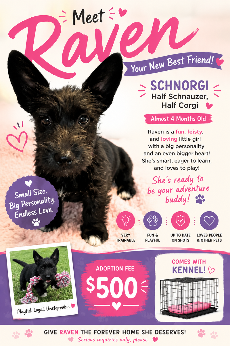 Schnorgi puppies