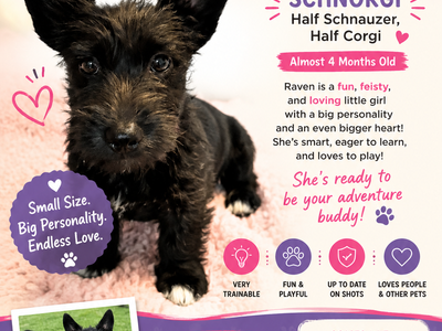 Schnorgi puppies