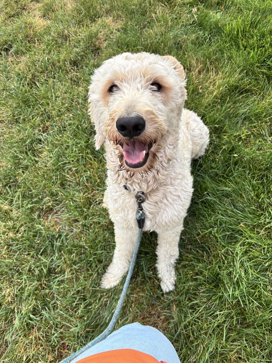 Goldendoodle Dog