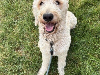 Goldendoodle Dog
