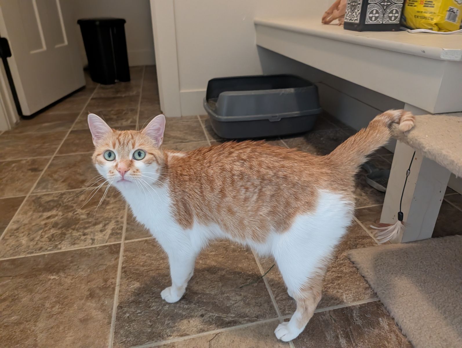 Kid-Friendly, Female Cat (2 Years Old)