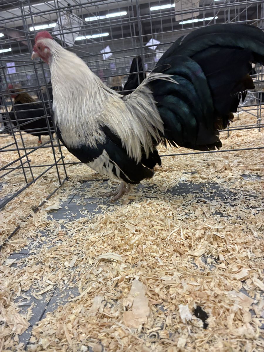 Bantam Chickens