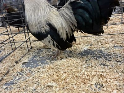 Bantam Chickens