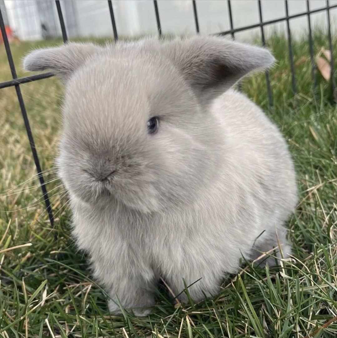 Adorable Holland Lop Doe - Pedigree