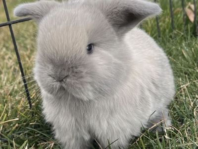 Adorable Holland Lop Doe - Pedigree