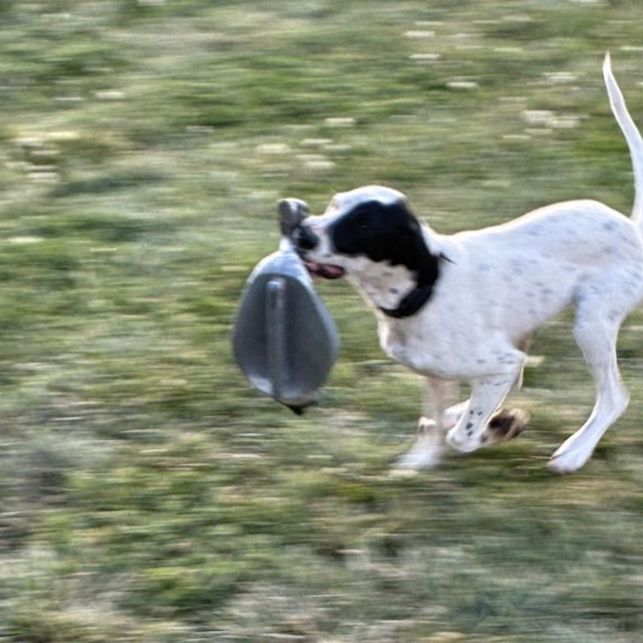 German Shorthair Llewellyn Setter