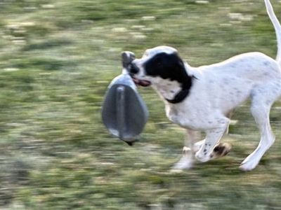 German Shorthair Llewellyn Setter