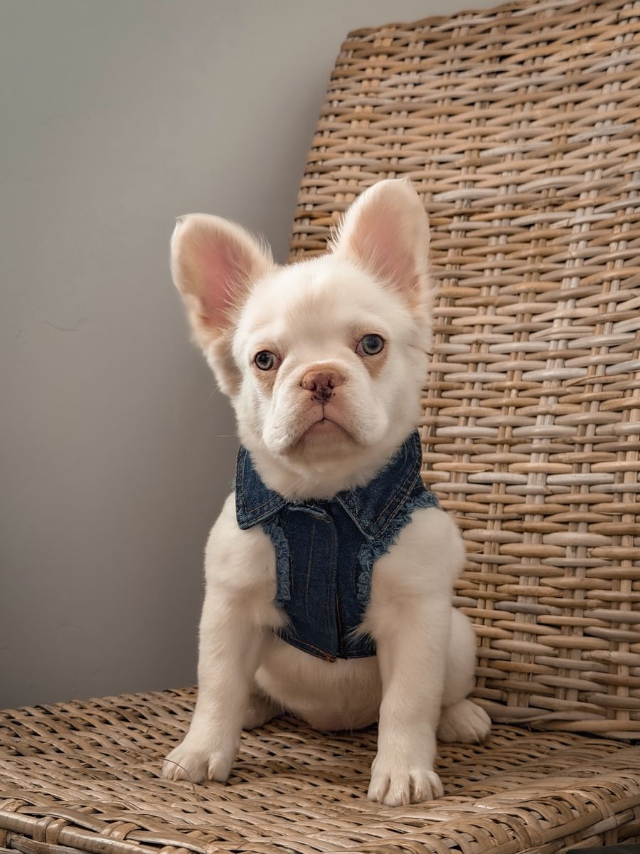 AKC Fluffy Platinum French Bulldog