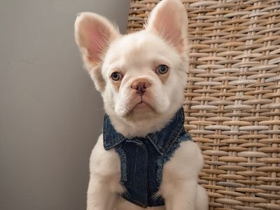 AKC Fluffy Platinum French Bulldog