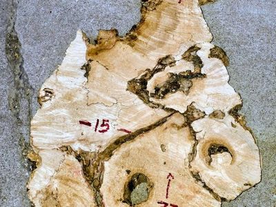 BoxElder Slabs | Live Edge | River Table | DIY Crafts