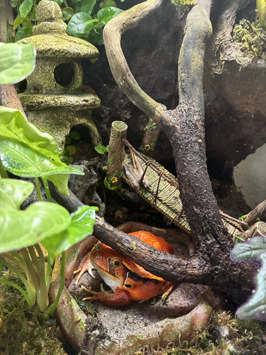 Tomato Frog