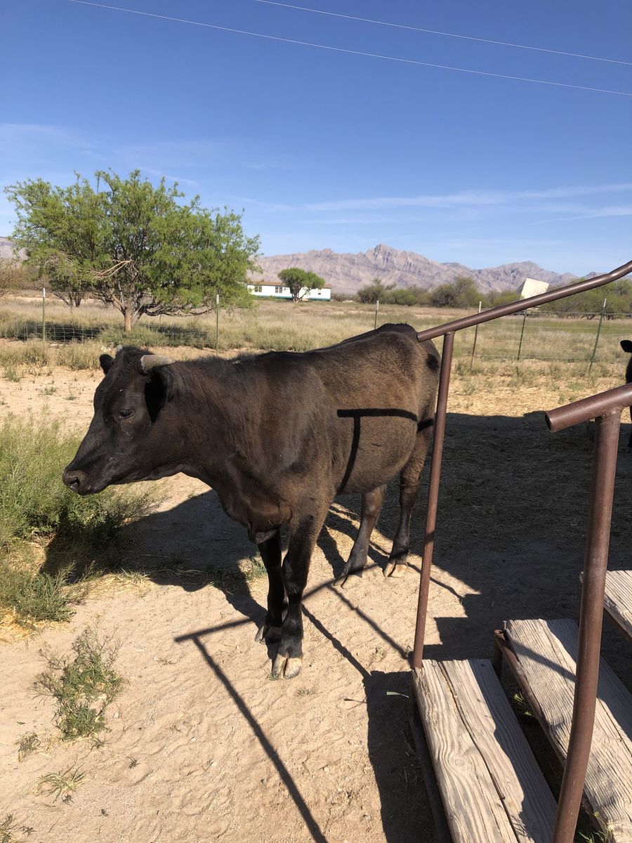 Heifer cow 18 months Angus, Herford, and Jersey.