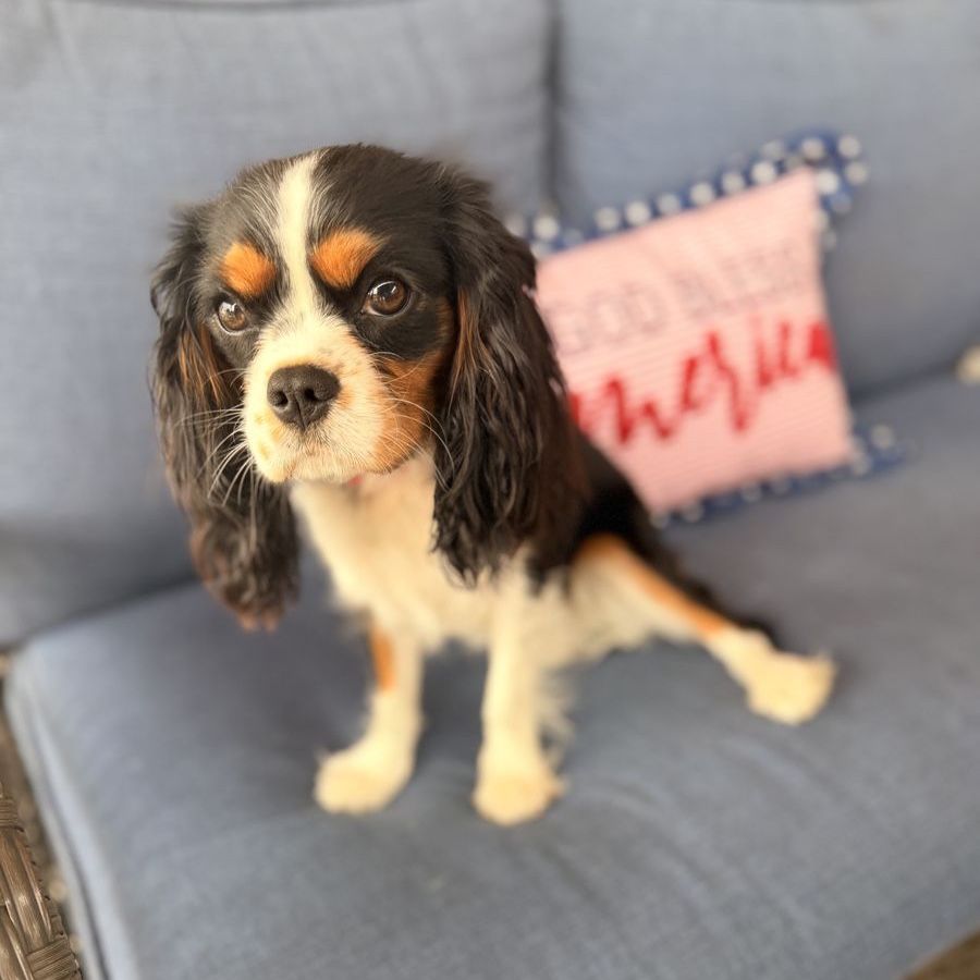 King Charles Cavalier Girl