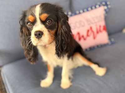 King Charles Cavalier Girl