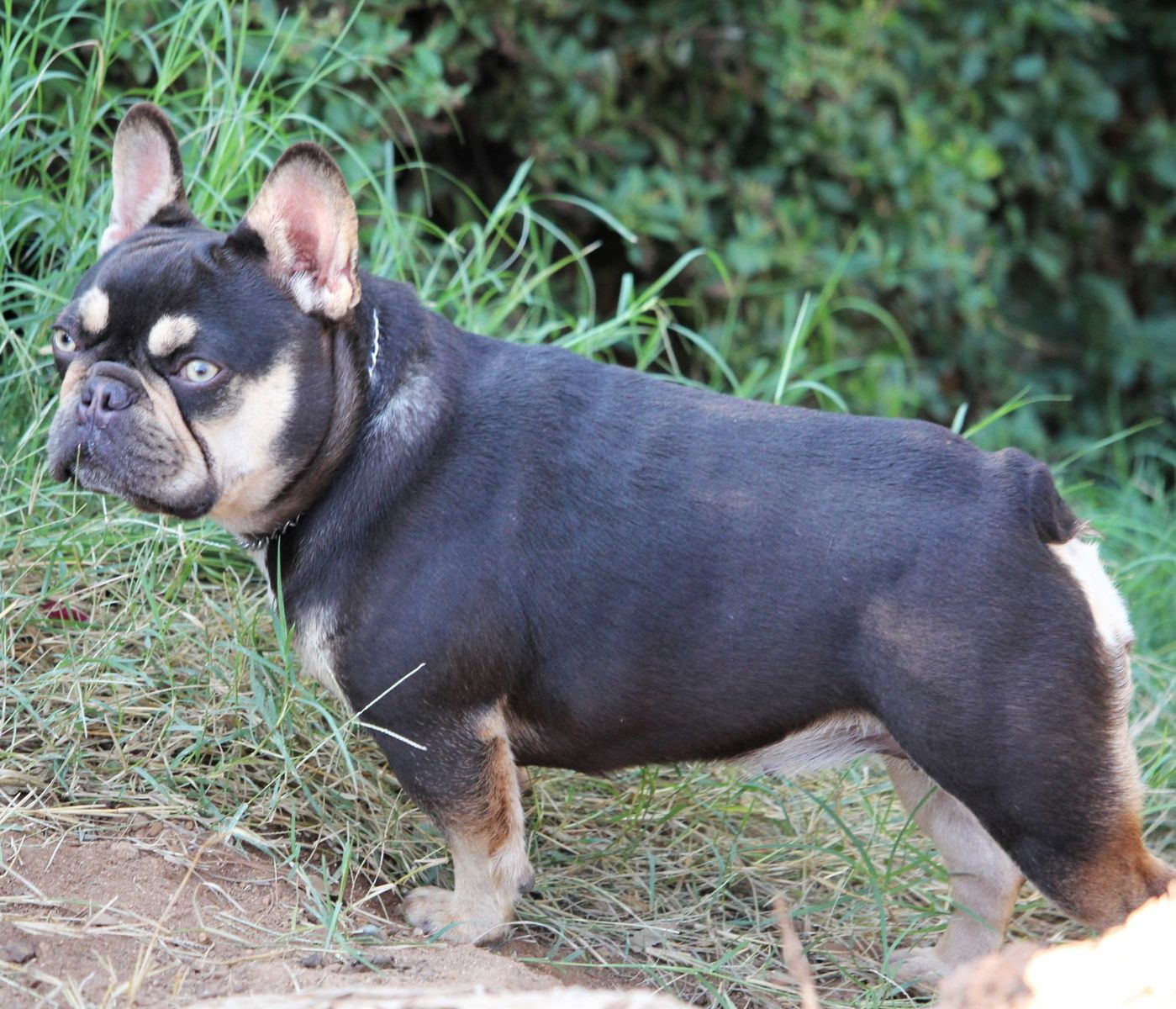 French bulldog female