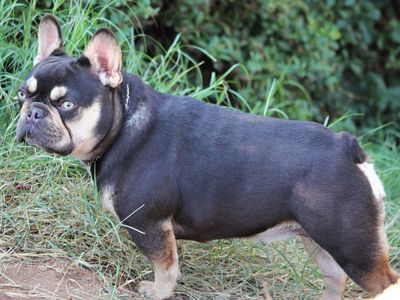 French bulldog female