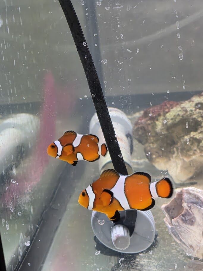 Black/White Clownfish, Rainbow Bubble Tip Anemones, Orange/White Clownfish, Red Mushroom Soft Coral