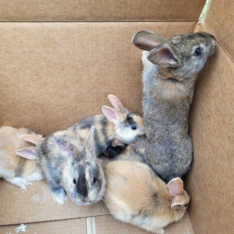 Harlequin/ Satin Bunny Rabbits