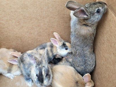 Harlequin/ Satin Bunny Rabbits