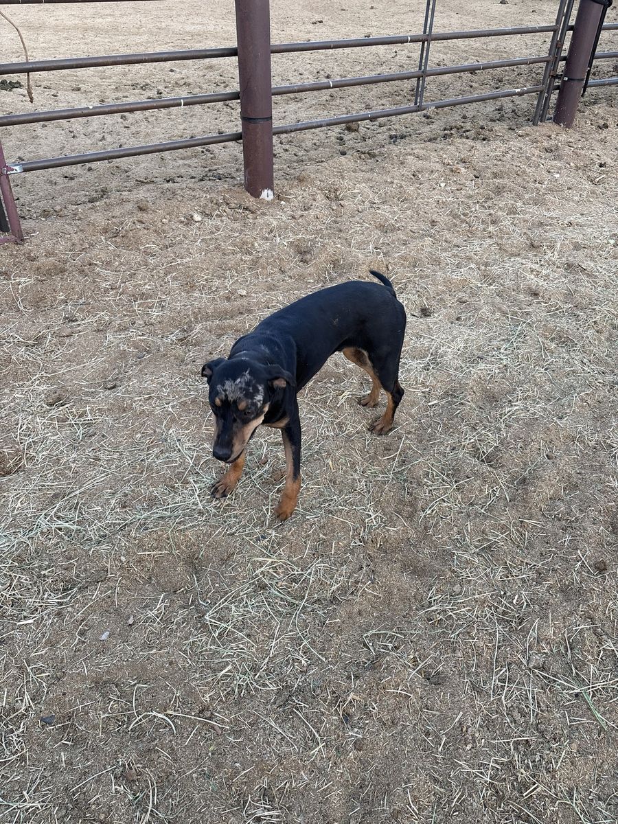Catahoula Male Pup