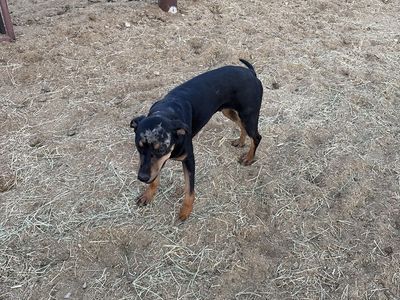 Catahoula Male Pup