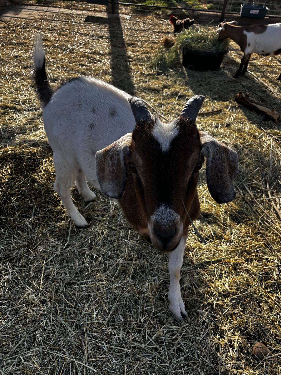 Nigerian Dwarf Wether